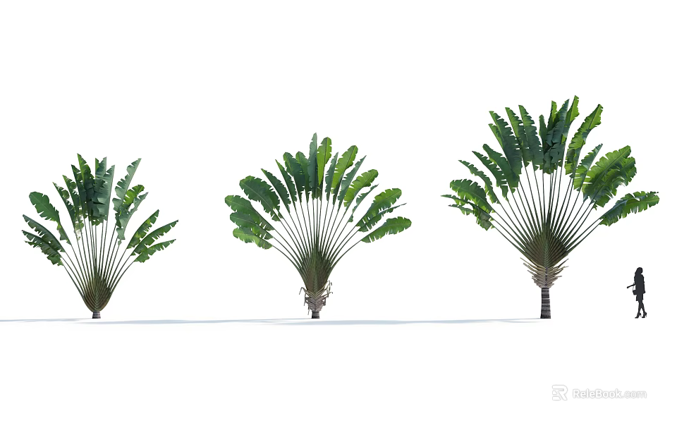 Large Leafy Trees with Fan Shaped Foliage in Three Growth Forms for Landscaping 3d model 