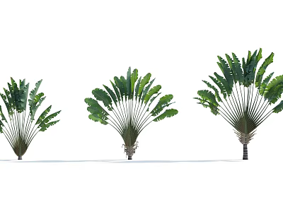 Large Leafy Trees with Fan Shaped Foliage in Three Growth Forms for Landscaping 3d model