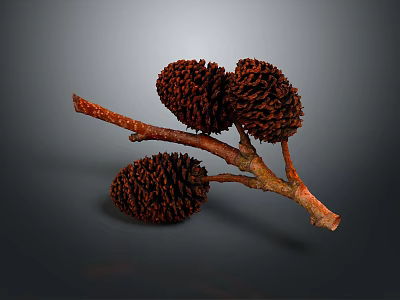 Rustic Wooden Branch Adorned With Brown Pine Cones For Home Decoration 3d model
