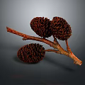 Rustic Wooden Branch Adorned With Brown Pine Cones For Home Decoration