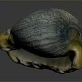 Detailed Anatomical View of Shell Organ Structure with Hair Like Textural Features