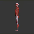 Human Organ Muscular System Anatomical Model Red Body Structure 3D Rendering