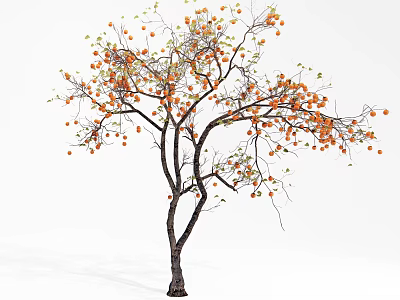 Arbor with Abundant Orange Fruits on Slender Branches in Natural Growth 3d model