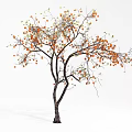 Arbor with Abundant Orange Fruits on Slender Branches in Natural Growth