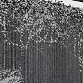 Lush Green Vines Draping Over Textured Black Wall In Contemporary Interior Space