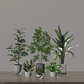 Indoor Potted Plants With Various Green Leaf Shapes Sizes And White Ceramic Pots