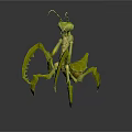 Green Praying Mantis with Long Forelegs and Slender Body on Gray Background with Reflection