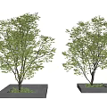 Lush Green Arbor Trees In Square Concrete Planters For Garden Design