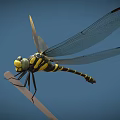 Detailed Yellow And Black Striped Dragonfly Perched On Thin Branch With Blue Background