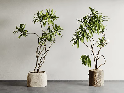 Two Bonsai Plants With Green Leaves And Curved Branches In Stone And Wooden Pots 3d model