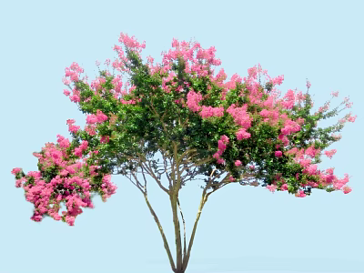 Flowering Arbor With Pink Blossoms And Green Leaves Against Blue Sky 3d model
