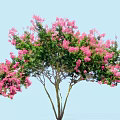 Flowering Arbor With Pink Blossoms And Green Leaves Against Blue Sky