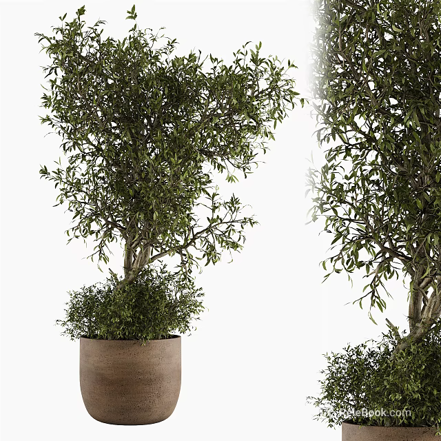 Natural Olive Tree Bonsai Potted Plant With Green Leaves And Brown Pot 3d model 