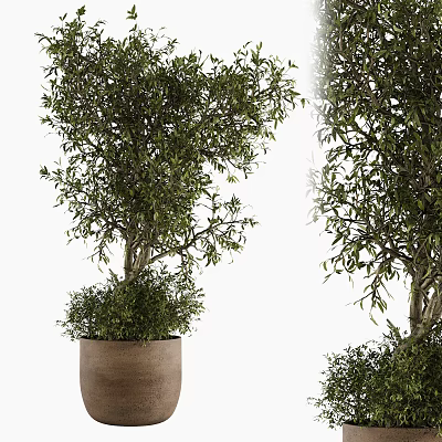 Natural Olive Tree Bonsai Potted Plant With Green Leaves And Brown Pot 3d model