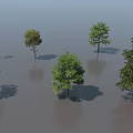 Various Types Of Arbor Trees With Different Sizes And Green Foliage On Shaded Ground