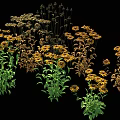 Mixed Assorted Flowers With Yellow Blooms Green Leaves And Brown Foliage On Black Background