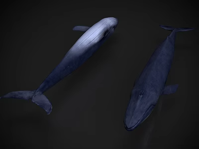 Two Whales Swimming in Dark Background with Realistic 3D Rendering and Lifelike Details 3d model