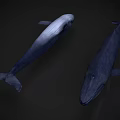 Two Whales Swimming in Dark Background with Realistic 3D Rendering and Lifelike Details