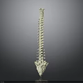 Human Spine Anatomical 3D Model With White Structure On Gray Background