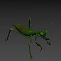 Realistic Green Praying Mantis 3D Model With Detailed Body Structure
