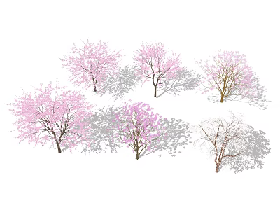 Various Ornamental Trees with Pink Blossoms and Bare Branches Casting Shadows 3d model