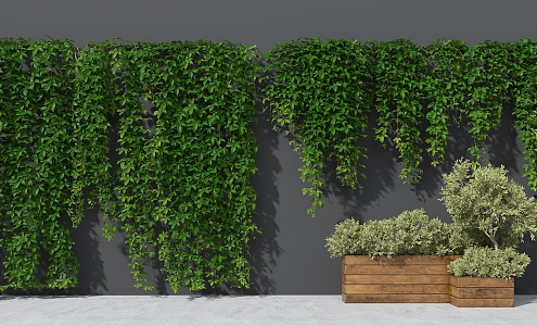 Modern Vine Wall Man Climbing Wall Plant Parthenocissus Wall Botanical Garden Ground Flower Pond Plant Flower Box 3d model