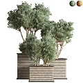 Lush Green Bonsai Potted Plants With Brown Trunks In Striped Planters