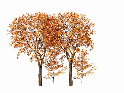 Autumn Arbor Trees With Vibrant Orange Foliage And Tall Trunks 3d model