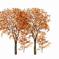 Autumn Arbor Trees With Vibrant Orange Foliage And Tall Trunks