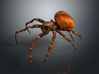 Close Up View Of Brown Spider With Spotted Round Body And Long Textured Legs 3d model