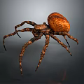 Close Up View Of Brown Spider With Spotted Round Body And Long Textured Legs