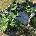 Rockery Stones Surrounding a Small Pond with Lotus Leaves and Flowers and Green Plants