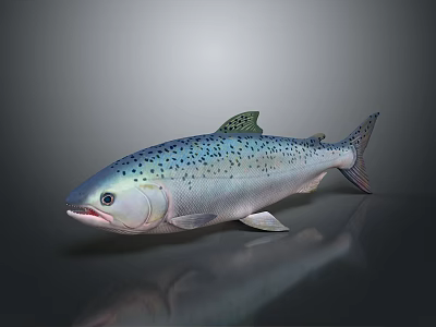 Salmon Fish Displayed With Spotted Silver Body On Dark Reflective Background 3d model