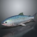 Salmon Fish Displayed With Spotted Silver Body On Dark Reflective Background 3d model