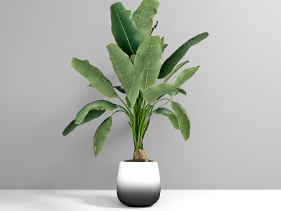 Lush Green Potted Bonsai Plant With Large Leaves In Gradient Vase 3d model