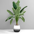 Lush Green Potted Bonsai Plant With Large Leaves In Gradient Vase