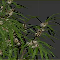Arbor Trees In Various Sizes Shapes With Green Foliage On Black Background