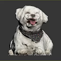 White Dog Wearing Colorful Polka Dot Bandana Lying Down With Tongue Out On Black Background