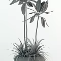 Bonsai and Potted Plants in Black White Ceramic Pots on Wooden Stands Indoor Decor