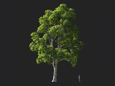 Tall Lush Arbor With Dense Green Foliage And Spreading Canopy In Natural Landscape 3d model