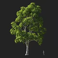 Tall Lush Arbor With Dense Green Foliage And Spreading Canopy In Natural Landscape