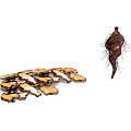 Natural Herb Root with Thorny Surface and Dried Sliced Pieces on White Background