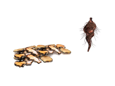 Natural Herb Root with Thorny Surface and Dried Sliced Pieces on White Background 3d model