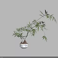 Elegant Bamboo Bonsai Plant in White Blue Patterned Pot with Exposed Roots for Indoor Decor