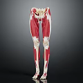 Human Leg Muscular Anatomy 3D Model Showing Detailed Muscle Tissue Structure