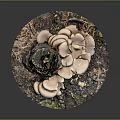 Natural Wooden Stump Decor With Stone Base Mushrooms Soil And Moss