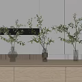 Three Transparent Glass Vases With Green Branches On Light Wooden Cabinet Against Light Wall