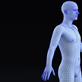3D Human Man Model Featuring White Solid Figure And Blue Wireframe Design 3d model