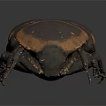 Realistic Black and Yellow Beetle With Carapace Six Legs 3D Model Dark Background
