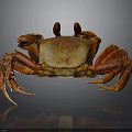 Vibrant Red Crab With Detailed Claws And Long Legs On Shiny Surface